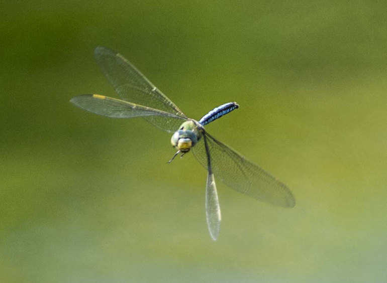 Anax imperator, maschio